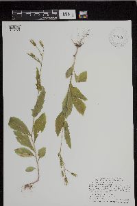 Erechtites hieraciifolius image