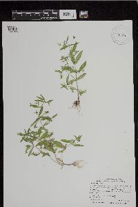 Gratiola neglecta image