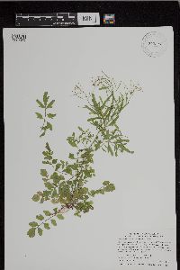 Cardamine pensylvanica image
