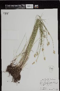 Carex molesta image