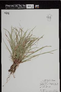 Carex pedunculata image
