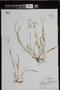 Luzula acuminata image