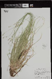 Carex deweyana var. deweyana image