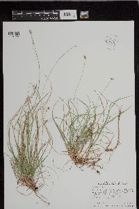 Carex peckii image