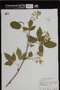 Rubus allegheniensis image