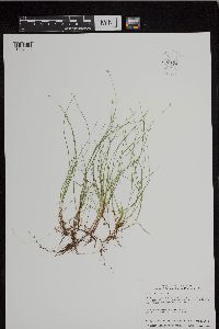 Carex leptalea image