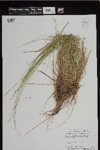 Carex brunnescens subsp. brunnescens image