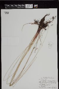 Eleocharis macrostachya image