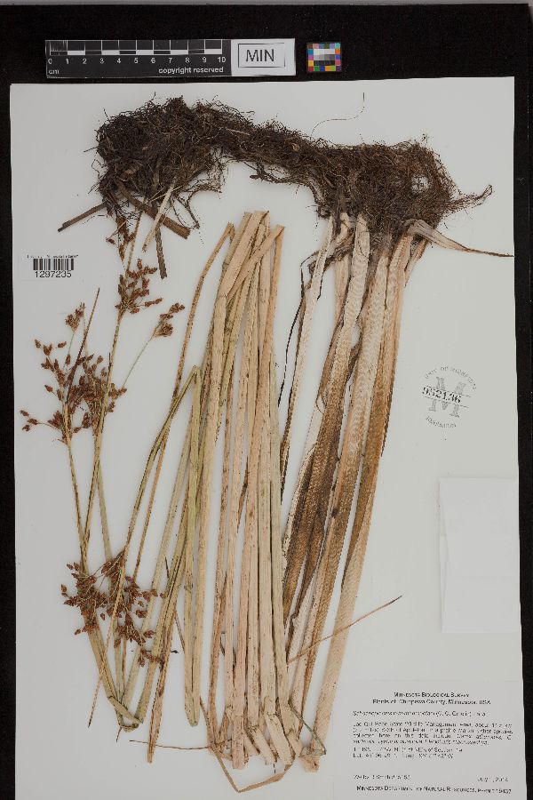 Schoenoplectus tabernaemontani image