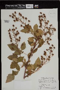 Rubus allegheniensis image
