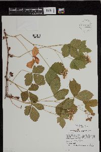Rubus regionalis image