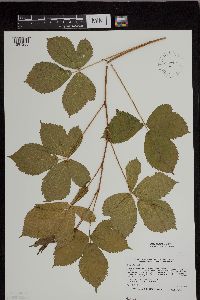 Rubus regionalis image