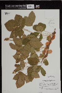 Rubus regionalis image