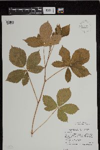 Rubus regionalis image
