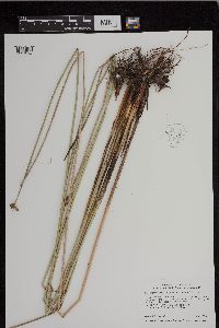 Schoenoplectus acutus image