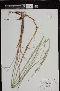 Carex aquatilis var. substricta image