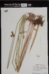 Schoenoplectus acutus image