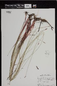 Eleocharis macrostachya image
