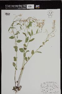 Cardamine bulbosa image
