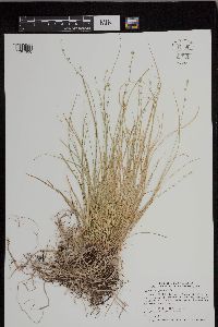 Carex radiata image