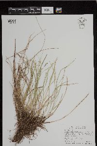 Thumbnail image of current specimen