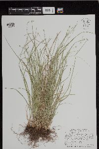 Carex rosea image
