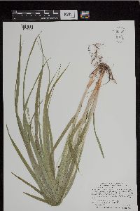 Carex sparganioides image