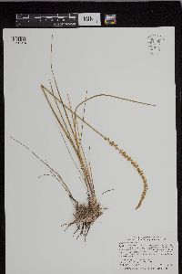 Triglochin maritima image