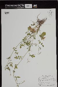 Cardamine pensylvanica image