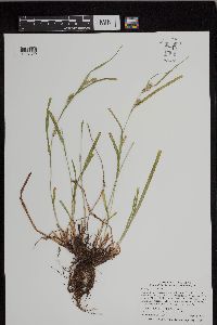 Carex grisea image