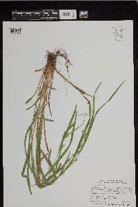Carex grisea image