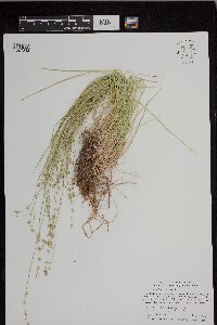 Carex radiata image