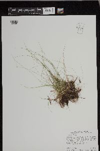 Carex leptalea image