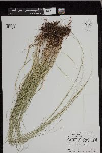 Carex radiata image