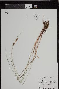 Carex buxbaumii image