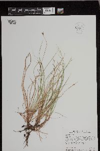 Carex peckii image
