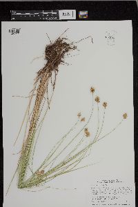 Carex bebbii image