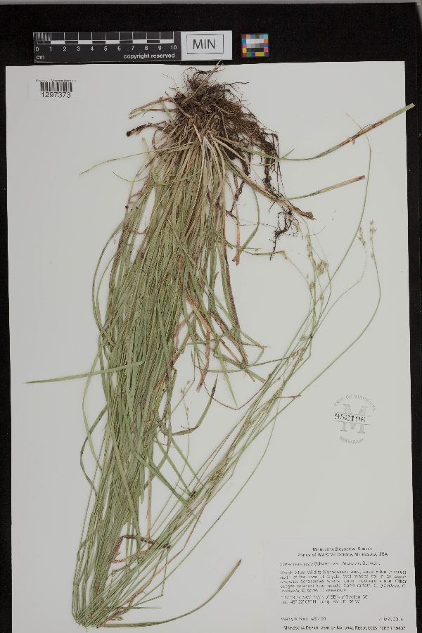 Carex deweyana var. deweyana image