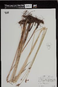 Schoenoplectus acutus image