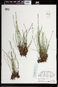 Equisetum variegatum image