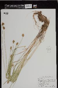 Carex bebbii image