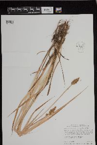 Carex stipata var. stipata image