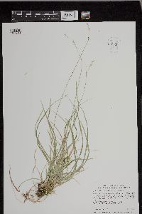 Carex deweyana var. deweyana image