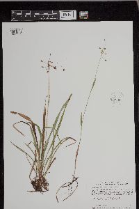 Luzula acuminata image