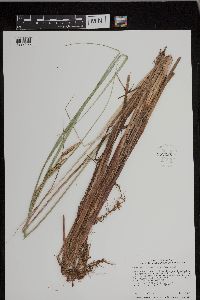 Carex aquatilis var. substricta image