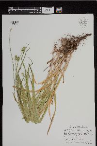 Carex cephaloidea image