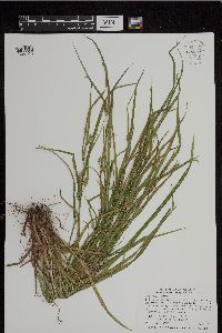 Carex grisea image