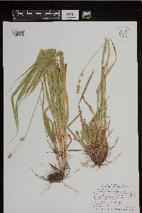 Carex sparganioides image