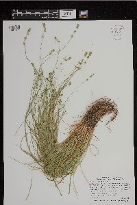 Carex rosea image