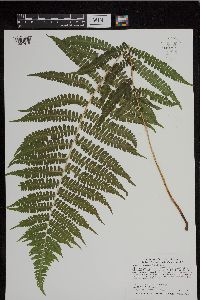 Media resource of Deparia acrostichoides